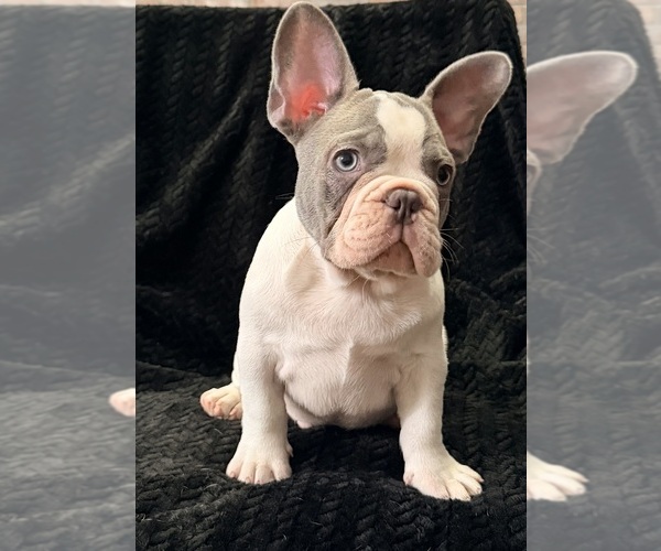 Medium Photo #8 French Bulldog Puppy For Sale in FOUNTAIN CITY, IN, USA