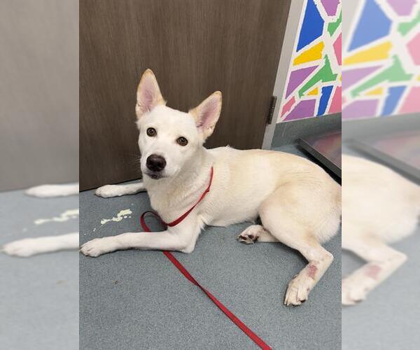 Medium Photo #1 Siberian Husky Puppy For Sale in Baytown, TX, USA