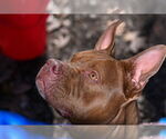Small #17 American Staffordshire Terrier Mix