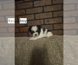 Shorkie Tzu Puppy for sale in BOWLING GREEN, KY, USA