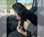 Small #3 German Shepherd Dog Mix