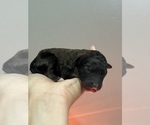 Small #4 Poodle (Standard)