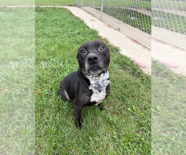 Medium Photo #2 American Staffordshire Terrier Puppy For Sale in Pierceton , IN, USA