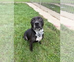 Small Photo #2 American Staffordshire Terrier Puppy For Sale in Pierceton , IN, USA