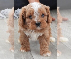 Cavapoo Puppy for sale in CARLISLE, KY, USA