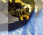 Small Photo #5 Rottweiler Puppy For Sale in VANDALIA, MO, USA
