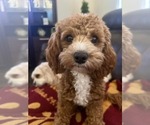 Small Photo #1 Cavapoo-Poodle (Toy) Mix Puppy For Sale in PENSACOLA, FL, USA