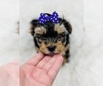 Small Photo #13 Yorkshire Terrier Puppy For Sale in SAN JACINTO, CA, USA