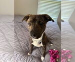 Small Staffordshire Bull Terrier Mix