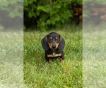 Image preview for Ad Listing. Nickname: Litter of 4