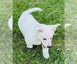 Small #3 German Shepherd Dog