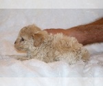 Small #15 Poodle (Toy)