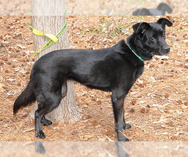 Medium Photo #1 Colonial Cocker Spaniel-Unknown Mix Puppy For Sale in Lake Wylie, SC, USA