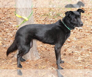 Colonial Cocker Spaniel-Unknown Mix Dogs for adoption in Lake Wylie, SC, USA