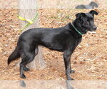 Nyla - Female Colonial Cocker Spaniel-Unknown Mix Dog for Adoption - Small photo