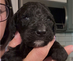 Small Photo #58 Bernedoodle Puppy For Sale in MOULTON, AL, USA