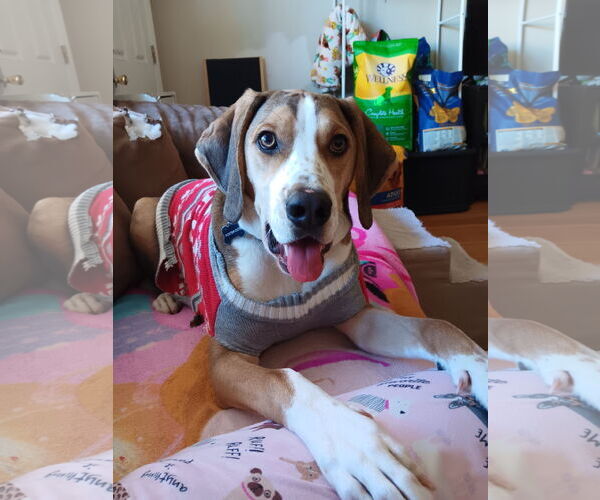 Medium Photo #5 Mutt Puppy For Sale in Morganville, NJ, USA