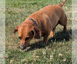 Dachshund Dogs for adoption in Shelbyville, TN, USA
