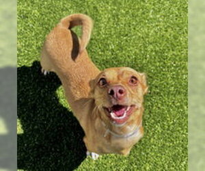 Dachshund Dogs for adoption in Salinas, CA, USA