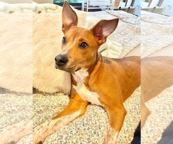 Medium Photo #4  Puppy For Sale in , 