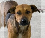 Small #6 Black Mouth Cur Mix