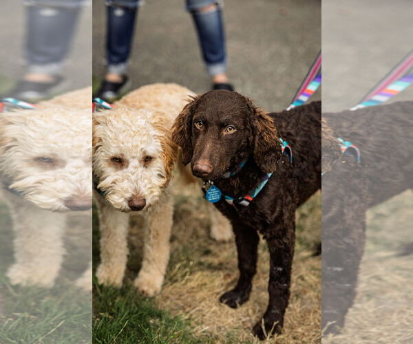 Medium Photo #3 Labradoodle Puppy For Sale in Bellevue, WA, USA