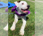 Small #9 Mountain Cur Mix