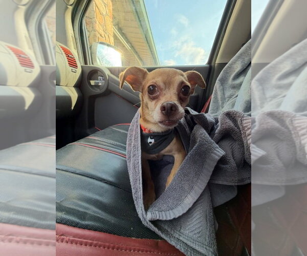 Medium Photo #3 Chihuahua Puppy For Sale in Ellijay, GA, USA