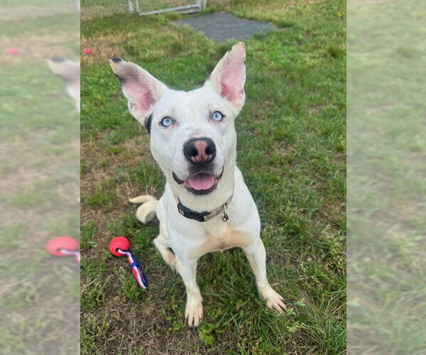 Medium Photo #2 Siberian Husky-Unknown Mix Puppy For Sale in Forestville, MD, USA