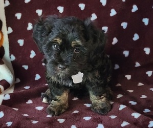 Miniature Bernedoodle Puppy for Sale in FAIRMONT, West Virginia USA