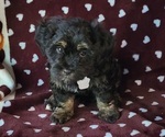Small Photo #1 Miniature Bernedoodle Puppy For Sale in FAIRMONT, WV, USA