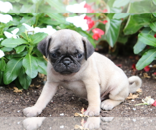 Medium Photo #1 Pug Puppy For Sale in SHILOH, OH, USA