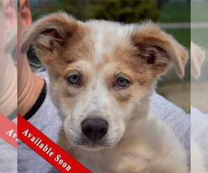 Australian Shepherd-Collie Mix Dogs for adoption in Huntley, IL, USA