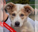Small Australian Shepherd-Collie Mix