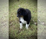 Small Photo #1 Australian Shepherd Puppy For Sale in HORN LAKE, MS, USA