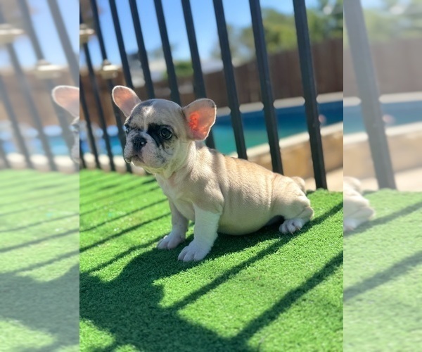 Medium Photo #1 French Bulldog Puppy For Sale in CARLSBAD, CA, USA