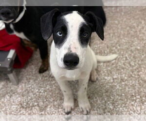 Australian Shepherd-Pointer Mix Dogs for adoption in Pueblo, CO, USA