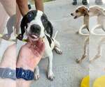 Small #1 Mutt
