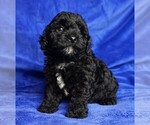Small Photo #1 ShihPoo Puppy For Sale in CLEARWATER, FL, USA