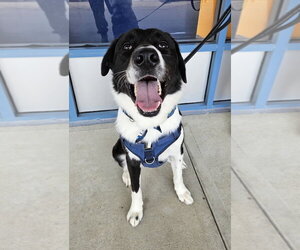 Rancher - Male Great Pyrenees-Unknown Mix Dog for Adoption - Photo #14
