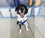 Small Photo #14 Great Pyrenees-Unknown Mix Puppy For Sale in Silver Spring, MD, USA