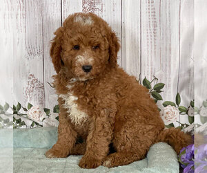 Goldendoodle Puppy for sale in PENNS CREEK, PA, USA