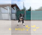 Small American Pit Bull Terrier