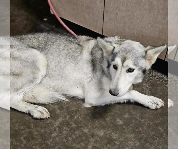 Medium Photo #2 Siberian Husky-Unknown Mix Puppy For Sale in Rockwall, TX, USA