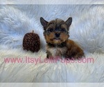 Small #21 Yorkshire Terrier