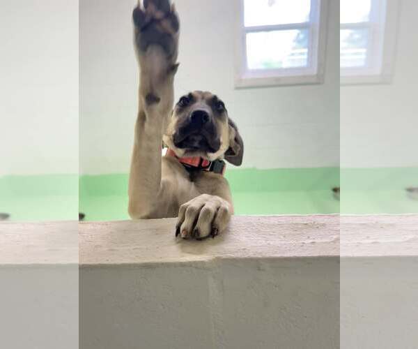 Medium Photo #21 Anatolian Shepherd-Rhodesian Ridgeback Mix Puppy For Sale in Higley, AZ, USA