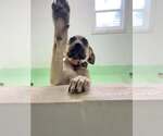 Small #20 Anatolian Shepherd-Rhodesian Ridgeback Mix