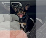 Small #1 Australian Kelpie