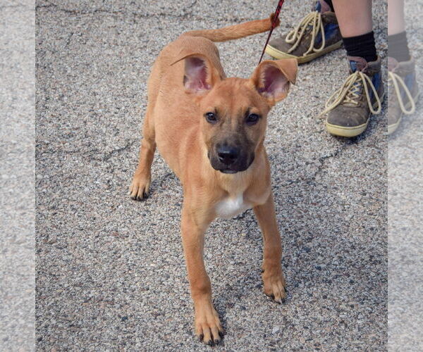 Medium Photo #3 Boxer-Dutch Shepherd  Mix Puppy For Sale in Huntley, IL, USA