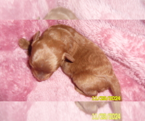 Poodle (Toy) Puppy for sale in DULUTH, GA, USA